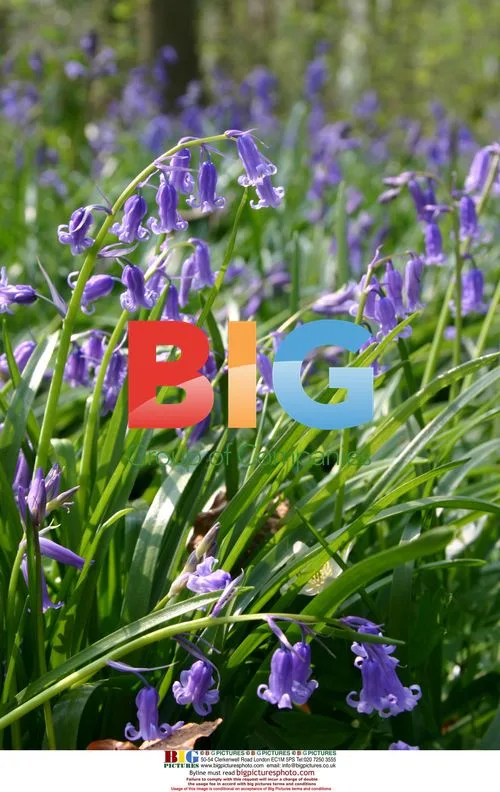 Sisters Enjoy Bluebell Wood Walk