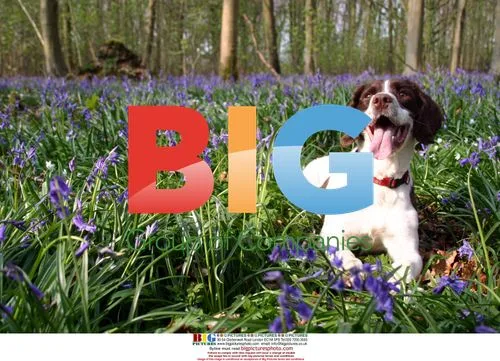 Sisters and dog enjoy bluebell wood