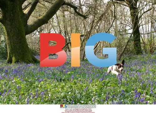 Monty the Springer Spaniel in Bluebells
