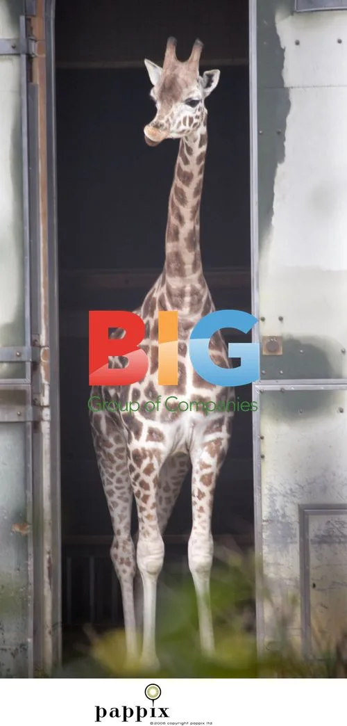 Giraffes at London Zoo