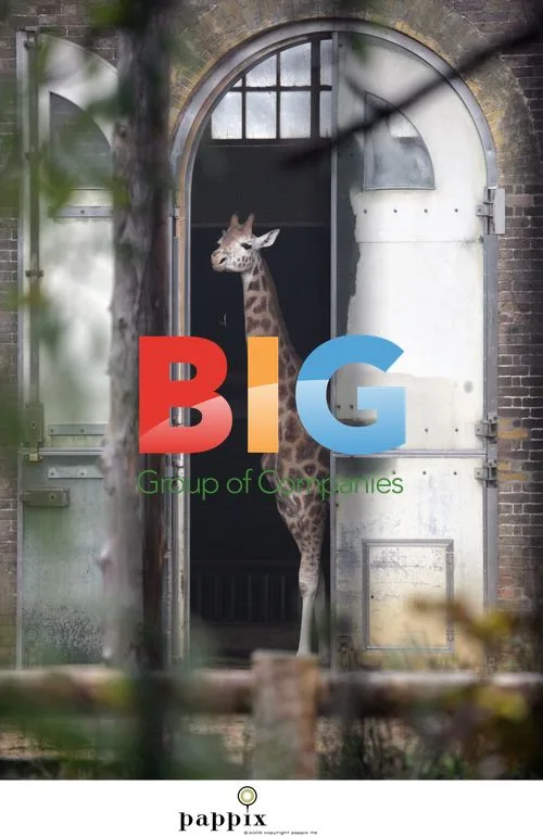 Giraffes at London Zoo