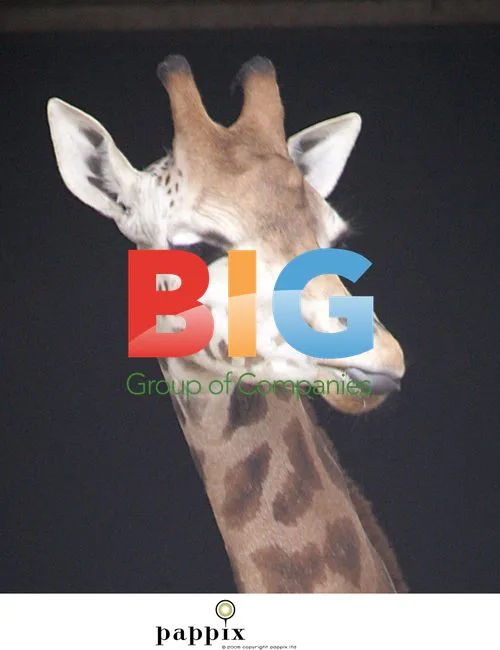 Giraffes at London Zoo Photoshoot