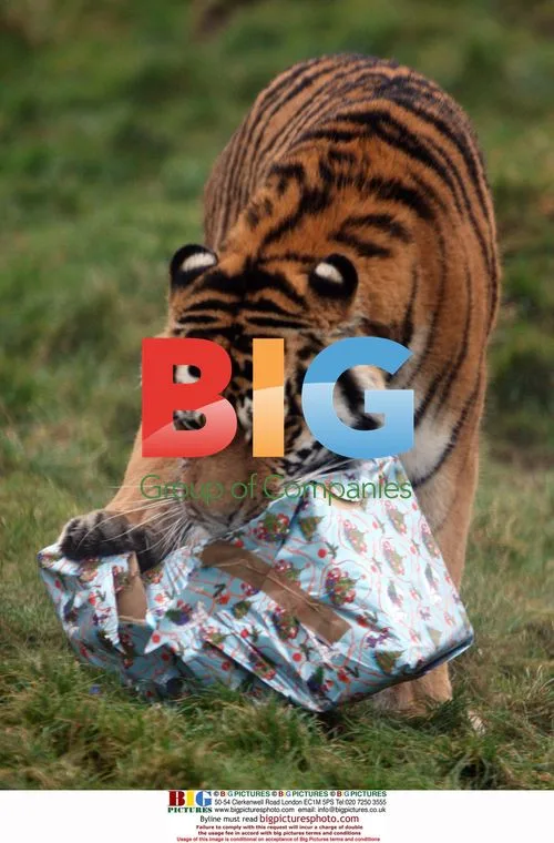Tigers Enjoy Early Christmas at Colchester Zoo