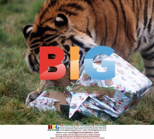 Tigers Tear Into Christmas Gifts at Colchester Zoo
