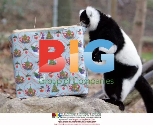 Tia the Lemur Tears Into Christmas Gift at Colchester Zoo