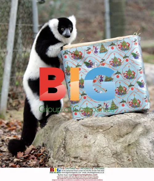 Tia the Lemur Unwraps Christmas Gift