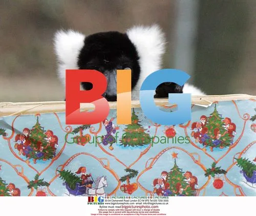 Lemur Tia Enjoys Christmas Treat at Colchester Zoo