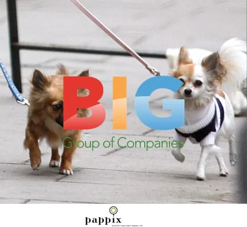 Caprice Bourret with dogs in London
