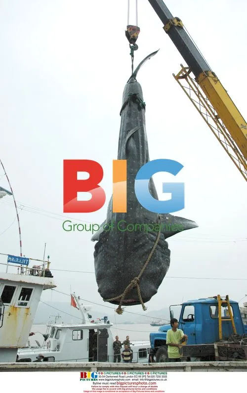 Giant Shark Caught in China