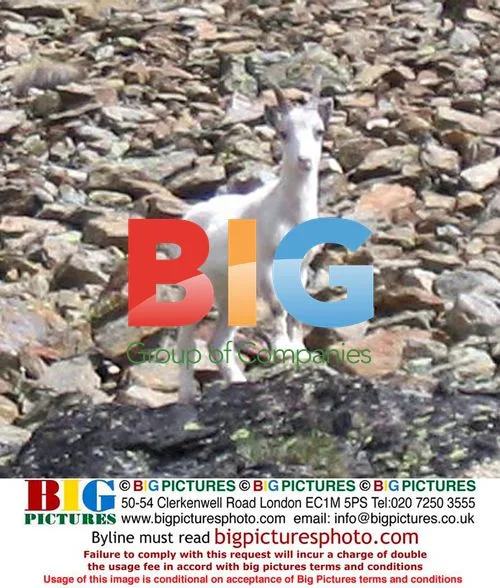 Rare White Steinbock Spotted in Italy