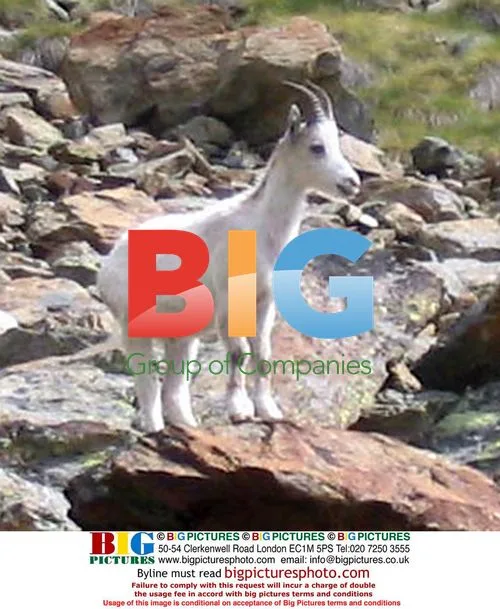 Rare White Steinbock Seen in Val d'Aosta