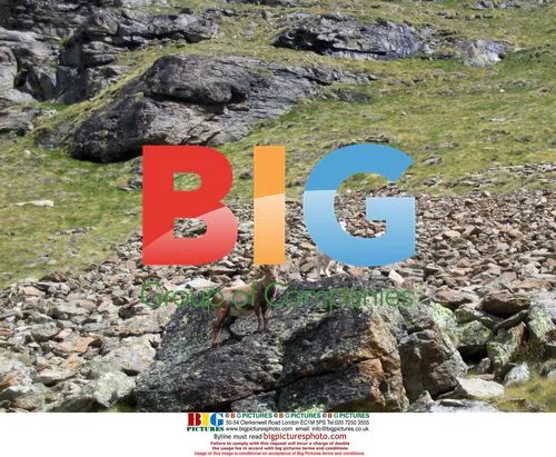 Rare White Alpine Ibex near Brissogne, Italy