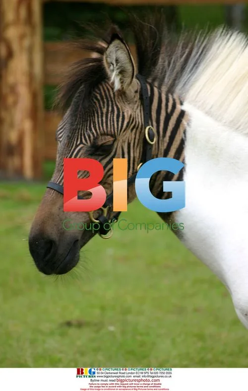 Zorse Eclyse Breaks Interspecies Boundaries