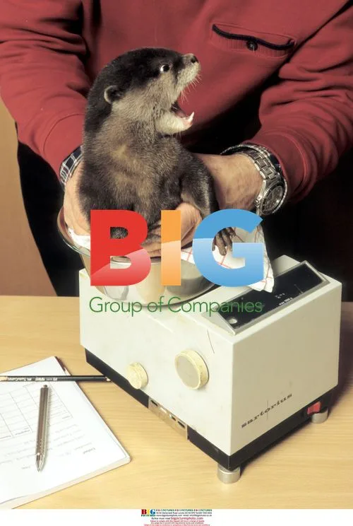 Otter Nemo's Rescue and Friendship with Zoo Director