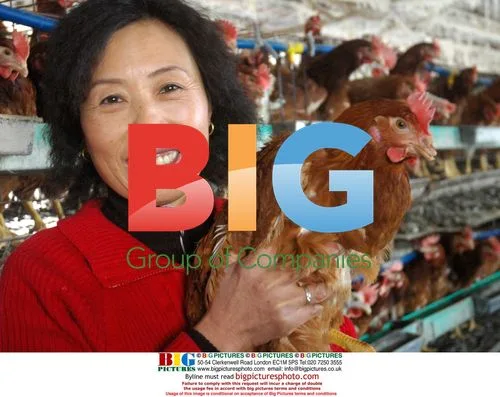 Giant Egg Laid by Hen in China