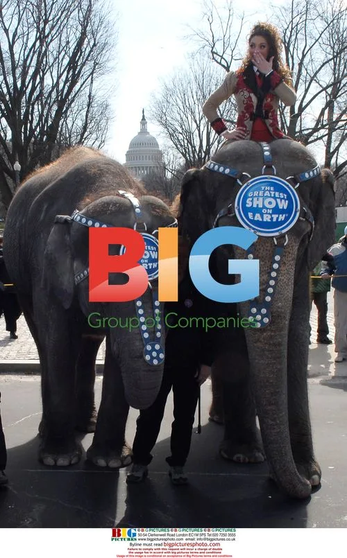 Ringling Brothers Circus Elephants in Washington Parade