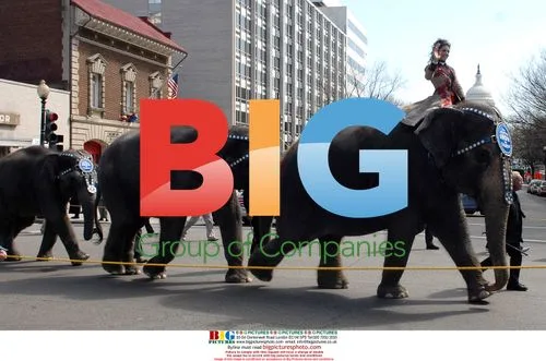 Elephants march in Ringling Brothers circus parade