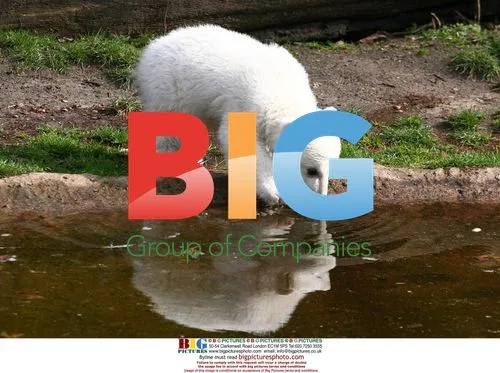 Baby Polar Bear "Cute" Knut Introduced