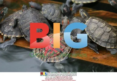 Tortoises in Animal-Freed Pond at Temple