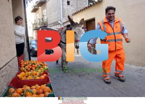 Donkeys Collect Garbage in Italy