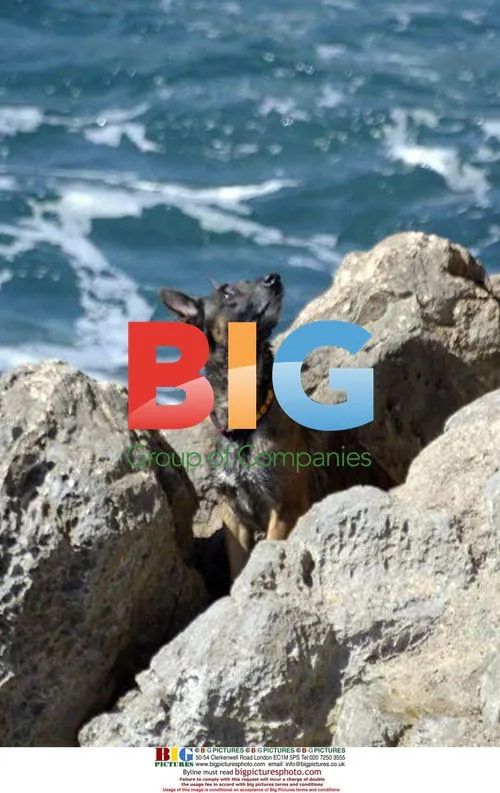 Dog rescued from cliff in Ventimiglia