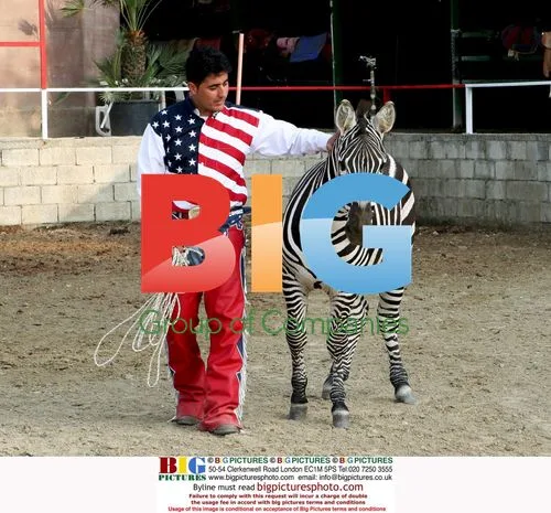 Giampiero Lancellotti with Domesticated Zebra