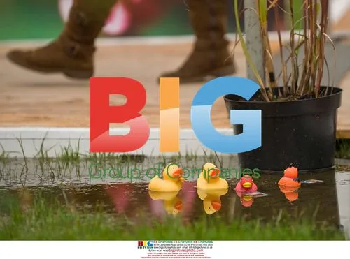 Ducks in the Rain in Edinburgh