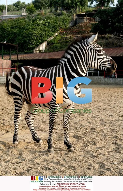 Giampiero Lancellotti with Domesticated Zebra