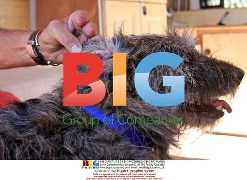Dog Found After 2 Years Missing