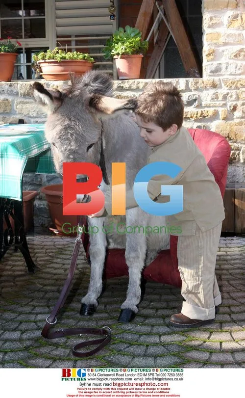 Gianpiero Lancellotti's Sardinian Donkey Pet