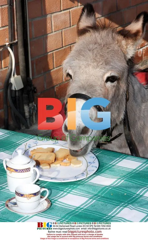 Sardinian Donkey Pet in Italy