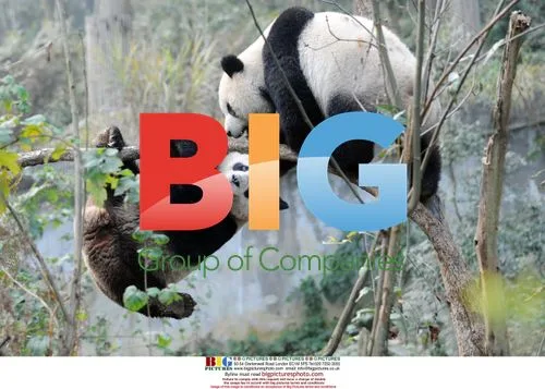 Giant pandas Tuantuan and Yuanyuan at Wolong