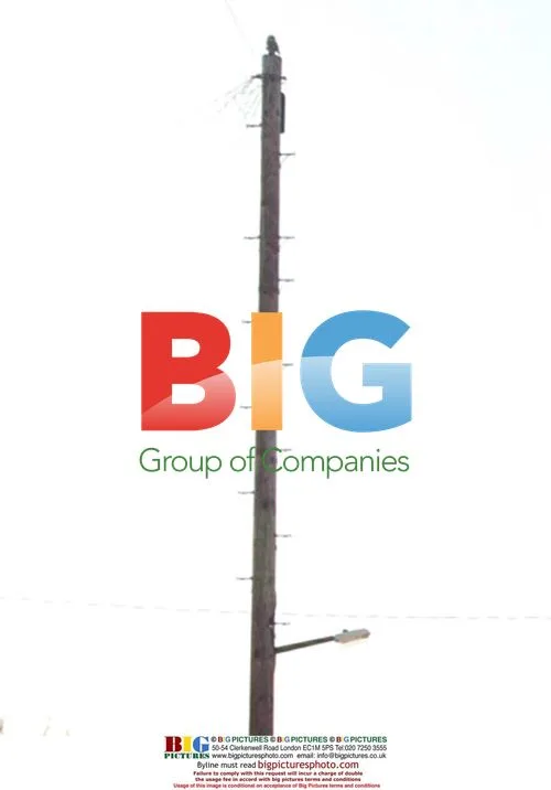RSPCA rescues plastic owl from telegraph pole