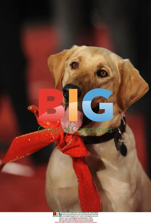 Marley the dog at "Marley & Me" premiere