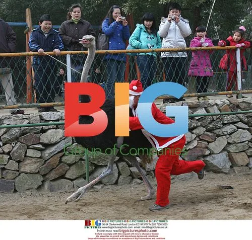 China's Santa Claus rides ostrich, not reindeer