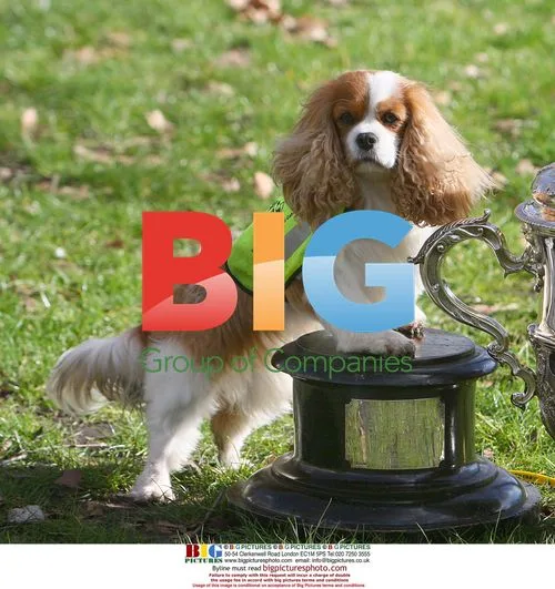 Crufts press launch with James Cann and Cavalier King Charles Spaniel