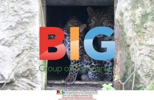 Amur Leopard Cub Spotted at Marwell Zoo