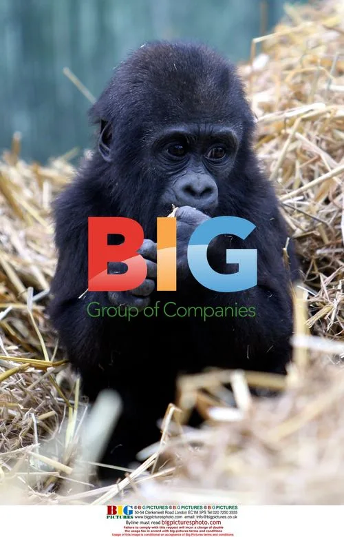 Young Gorilla DJongo Plays with Family
