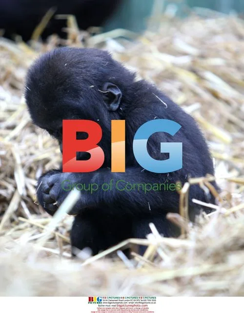 Gorilla DJongo Frolics with Family at Port Lympne