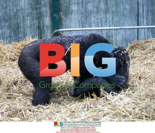 Gorilla family frolics at Port Lympne