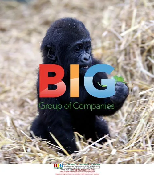 Gorilla family frolics at Port Lympne