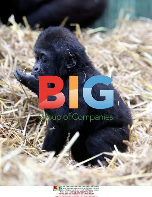 Baby Gorilla DJongo Frolicks at Port Lympne