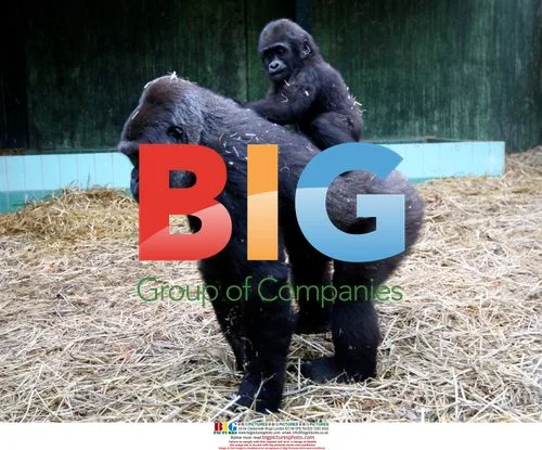 Gorilla family frolics at Port Lympne