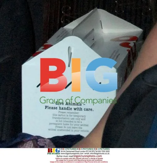 Britney Spears and Sam Lufti buy pet in box