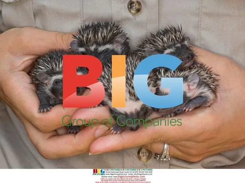 Baby African Hedgehogs at San Diego Zoo