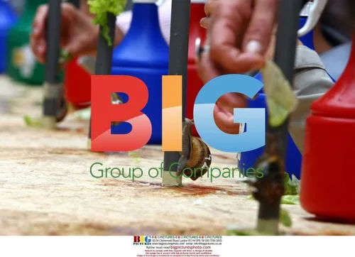 Snail climbing plastic pipe at championship