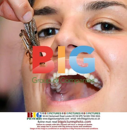 Insects For Dinner at Bergamo Museum