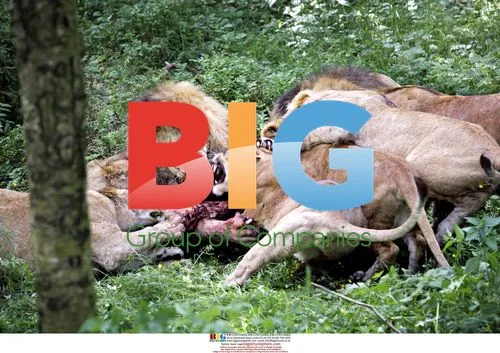 Horse Put Down for Zoo Animals
