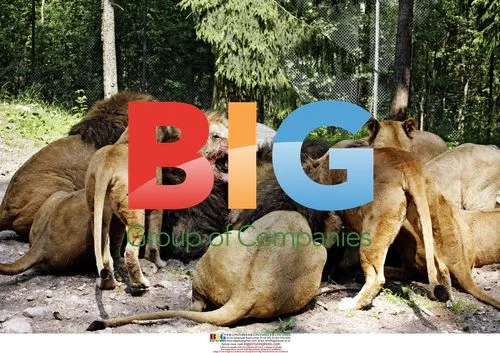 Horse Euthanasia for Zoo Lions