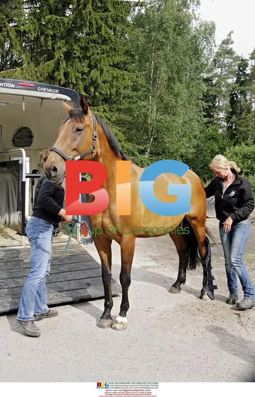 Maria Lindgren's horse Afrodite euthanized